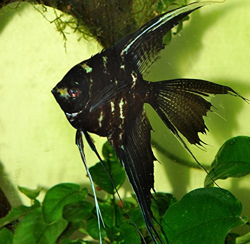 Pterophyllum Scalare